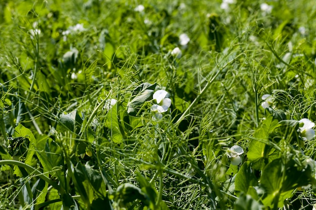 Los guisantes florecen con flores blancas en la temporada de verano, un campo agrícola donde crecen los guisantes verdes