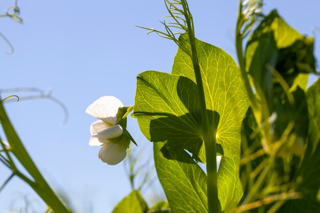 Guisantes florecientes en un campo agrícola en el verano