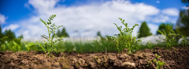 Los guisantes plantados en el suelo maduran bajo el sol La tierra cultivada se cierra con brotes Planta agrícola que crece en la fila de la cama Cultivo de alimentos naturales verdes