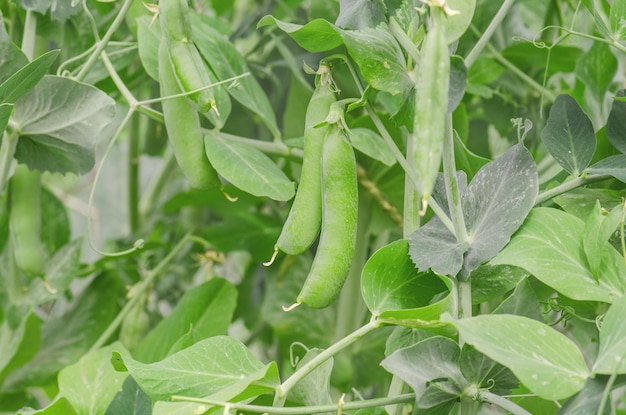 Guisantes que crecen en la granja Las vainas de guisantes están maduras