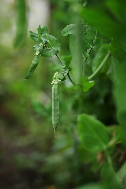 Guisantes que crecen en la granja