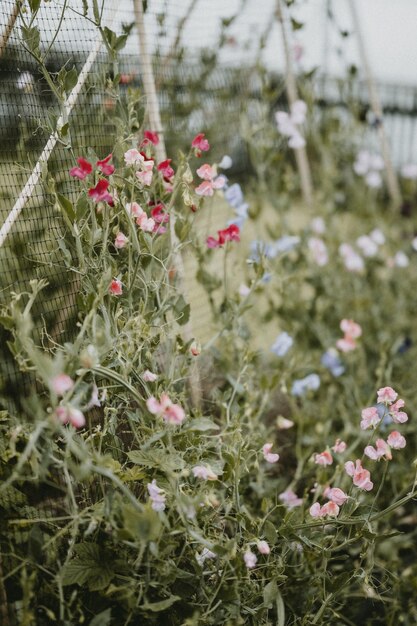 Foto los guisantes que crecen en el jardín