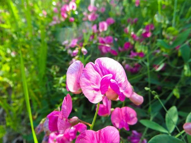 Guisantes silvestres (Vicia Cracca) en una pradera