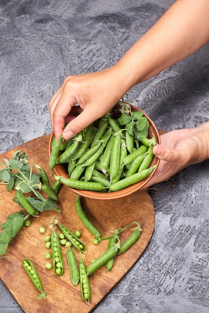 Guisantes, vainas y guisantes sobre un fondo gris loft. Mujer sosteniendo un cuenco de guisantes en sus manos