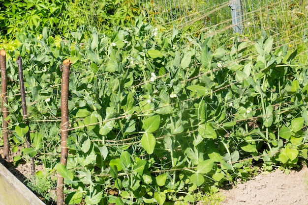 Los guisantes verdes crecen en el jardín