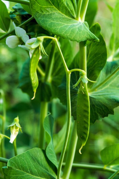 Guisantes verdes jóvenes durante la temporada de floración o crecimiento en una plantación