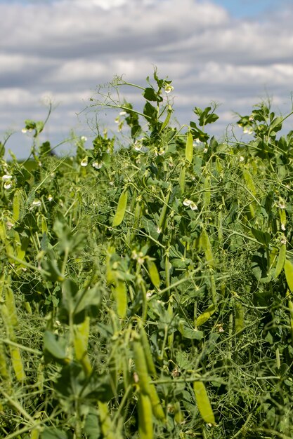 Guisantes verdes maduros que se utilizan para enlatar