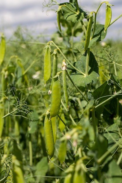 Guisantes verdes maduros que se utilizan para enlatar