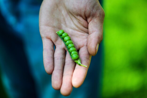 Guisantes verdes en la mano