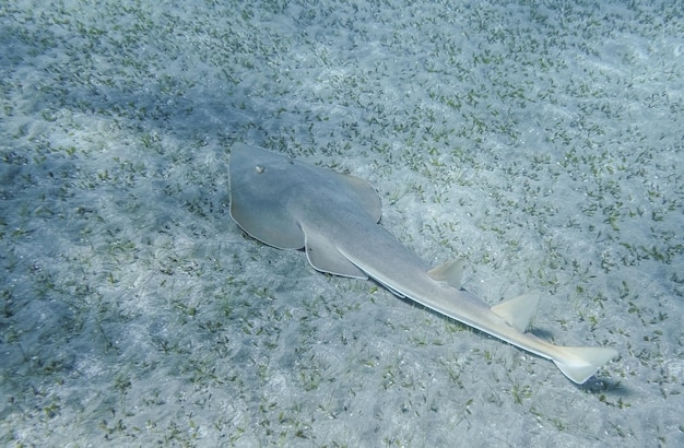 Guitarfish nadando no fundo do mar com ervas marinhas no mar vermelho