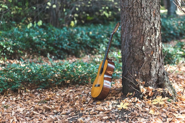 guitarra en arbol