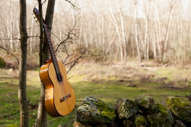 Guitarra clásica colgando de un árbol