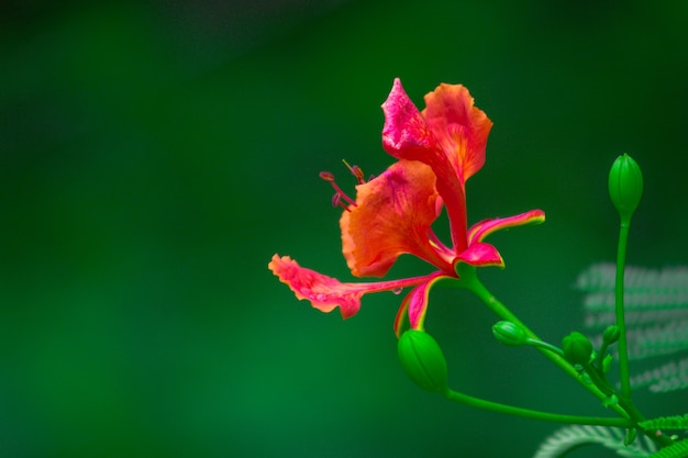 Gulmohar Blume