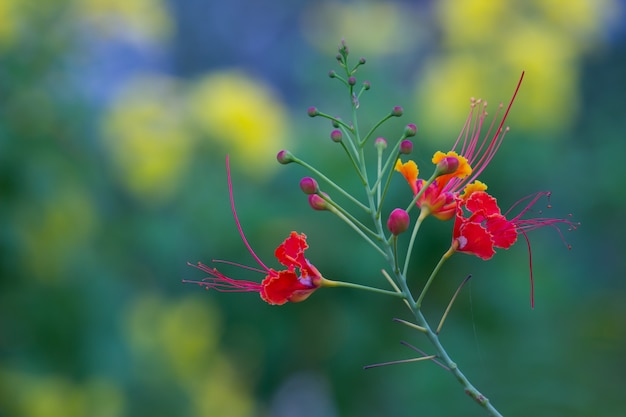 Gulmohar Flower