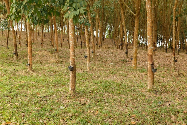 Gummibaumplantage Ernten von Naturkautschuk in Laos