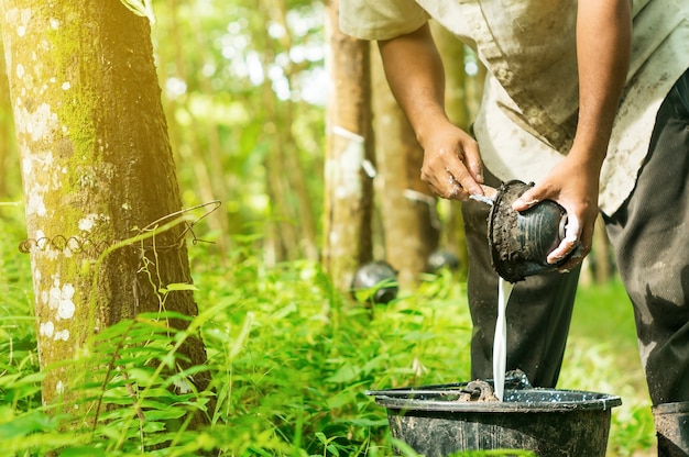 Gummipflanzer werden im Gummibaumgarten geerntet