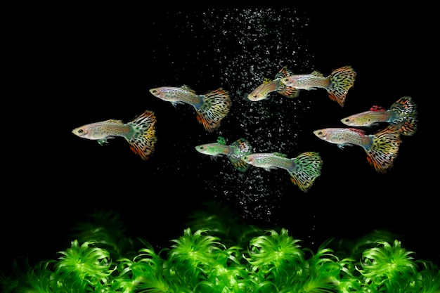 Guppy-Fische schwimmen unter Wasser