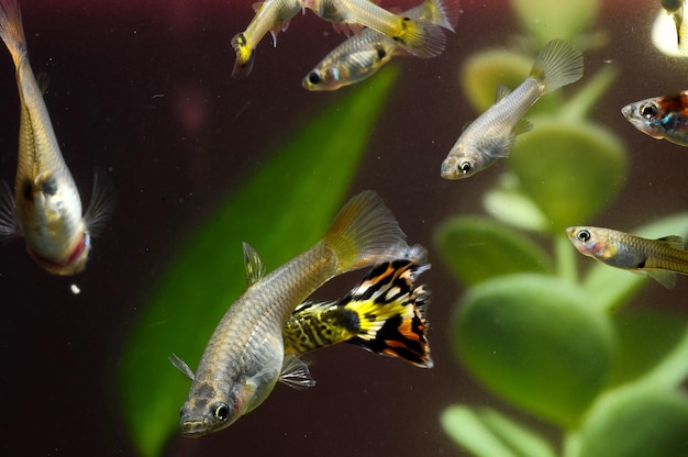 Guppy Mehrfarbiger Fisch