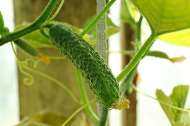 Gurke, die im Garten wächst