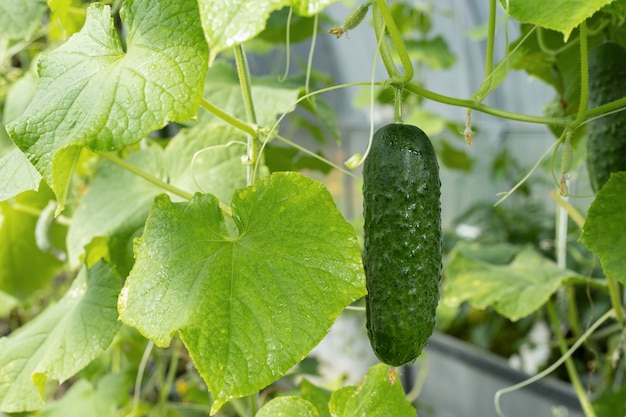 Gurke im Gewächshaus.