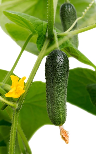 Gurke mit Blättern und Blumen auf Weiß