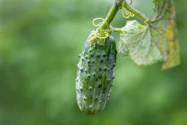 Gurke wächst im Garten. Gurke auf grünem Hintergrund