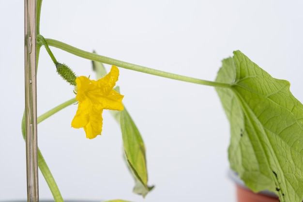 Gurken aus Samen ziehen Schritt 8 Die ersten Blüten und Gurken tragenden Stick