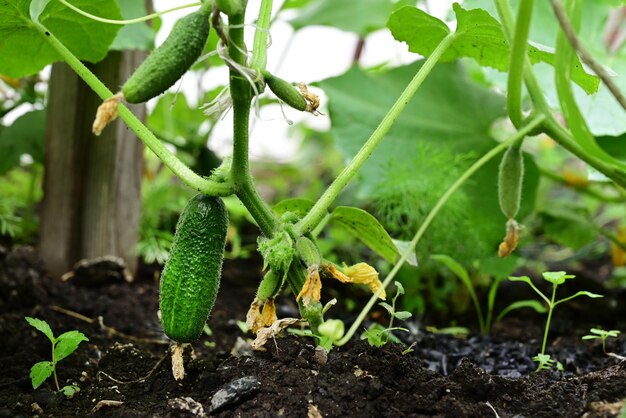 Gurken im Garten wachsen im Garten