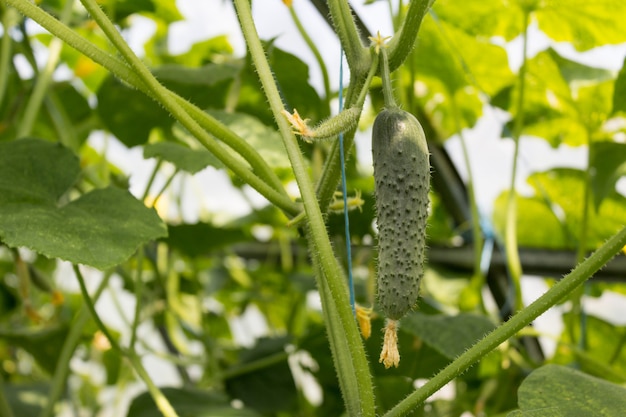 Gurken im Korb und Gurkenblüte am Weinstock-, Landwirtschafts- und Erntekonzept.