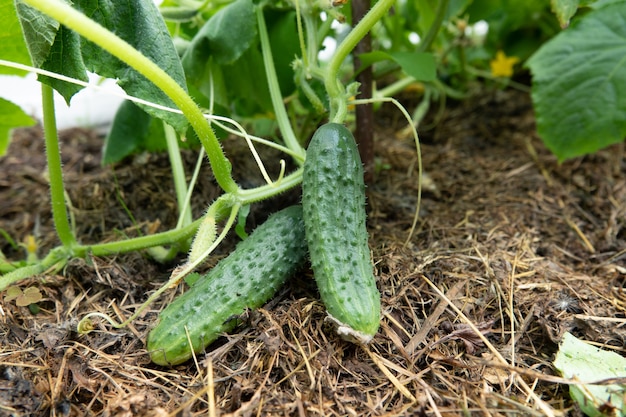 Gurken in einem Garten im Dorf. das Gurkenbett im Freien.