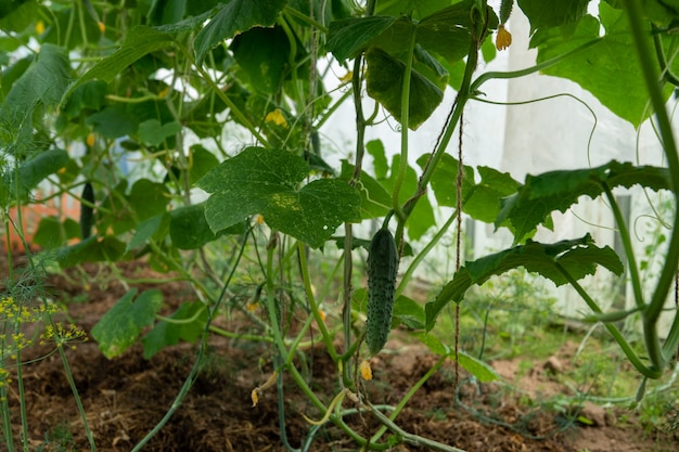 Gurken in einem Garten im Dorf. Gurkengeißel auf dem Gitter. Das Gurkenbett im Freien. Freiraum