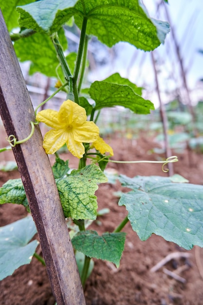 Gurken wachsen im Garten