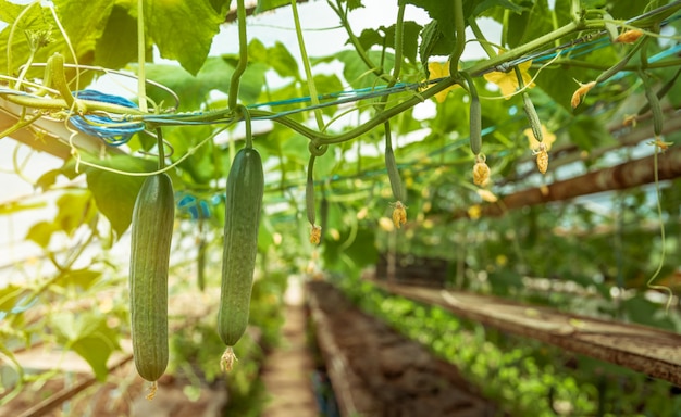 Gurken wachsen in einem Gewächshaus, gesundes Gemüse ohne Pestizid, Bio-Produkt. Speicherplatz kopieren