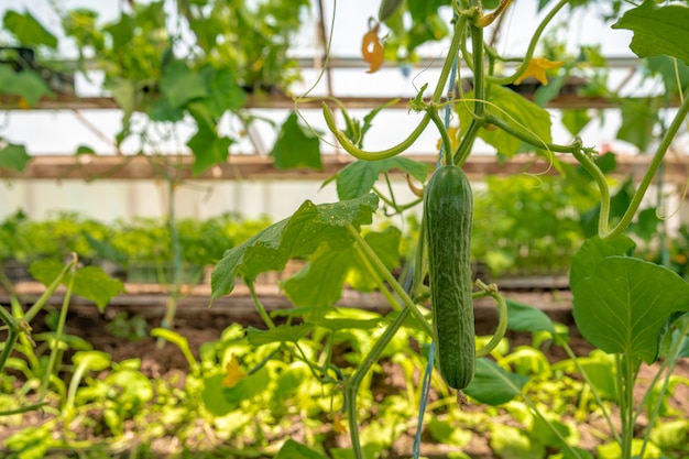 Gurken wachsen in einem Gewächshaus, gesundes Gemüse ohne Pestizid, Bio-Produkt