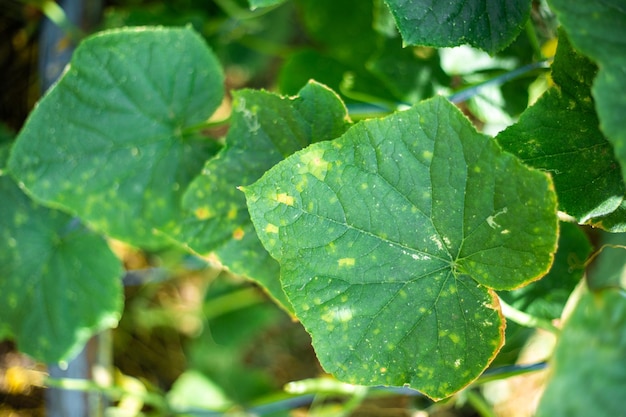 Gurkenblätter, die vom Gurkenmosaikvirus betroffen sind Prävention und Behandlung von Pflanzenkrankheiten