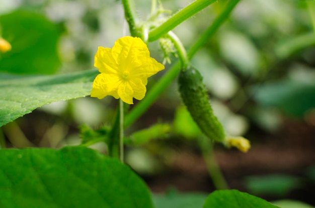 Gurkeneierstock gelbe junge Gurkenblüte