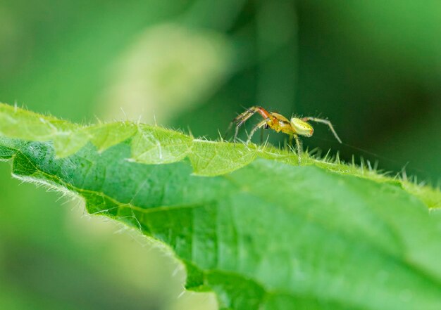 Gurkengrüne Spinne auf grünem Blatt