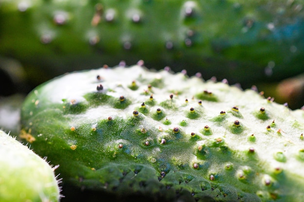 Gurkenpflanzenprodukte, die vom frischen grünen rohen Bio-Bauernhof wachsen, bereit, zum Supermarkt geschickt zu werden.