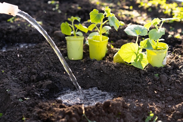 Foto gurkensämlinge in den boden pflanzen, das konzept der gartenarbeit und des anbaus von ökoprodukten