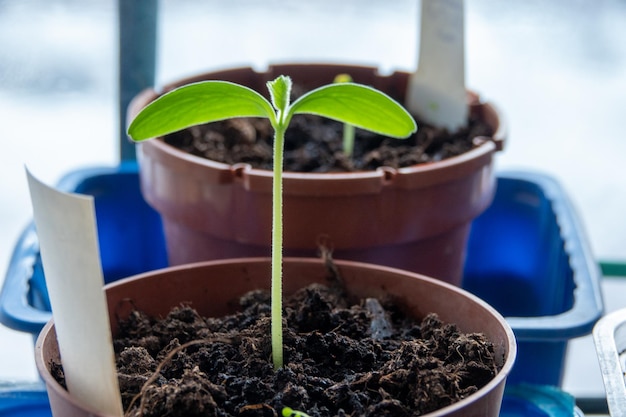 Gurkensämlinge in Torftabletten auf einem Holztisch in der Sonne in einem GartenPflanzmaterialsetbiologisch abbaubares natürliches Pflanzmaterial für den Anbau von natürlichem Gemüse Anbau von Sämlingen