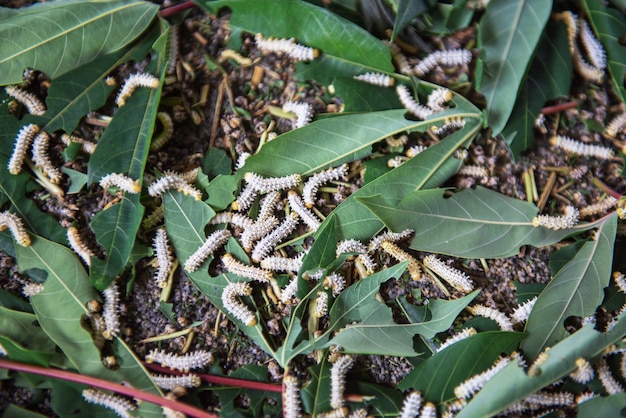Gusano blanco Los gusanos de seda blancos comen hojas de morera