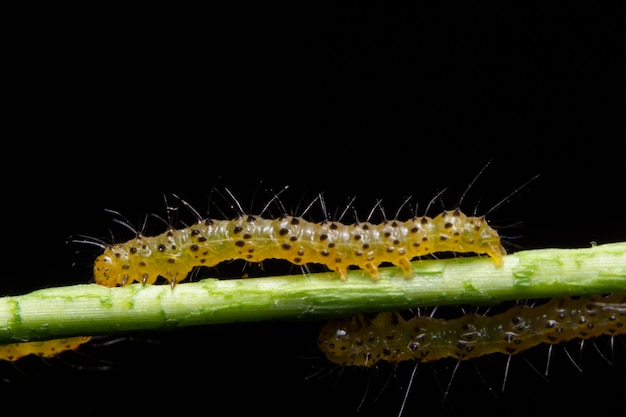 Gusano macro en las ramas