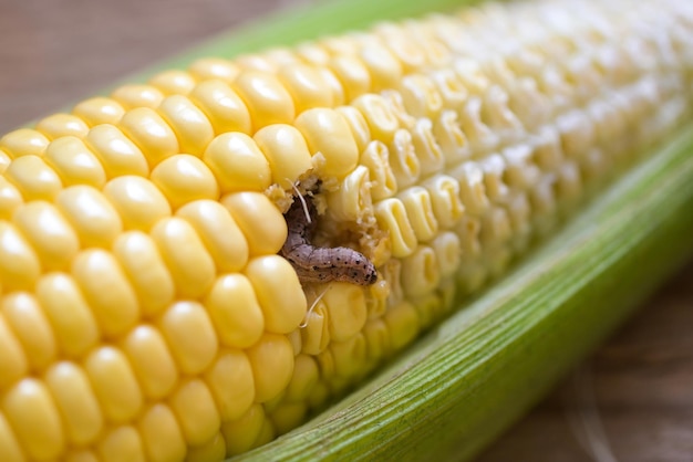 Gusano del maíz Caterpillar barrenador del maíz plaga importante del cultivo de maíz problemas agrícolas plagas y enfermedades de las plantas