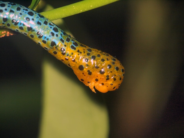 Gusano naranja insecto