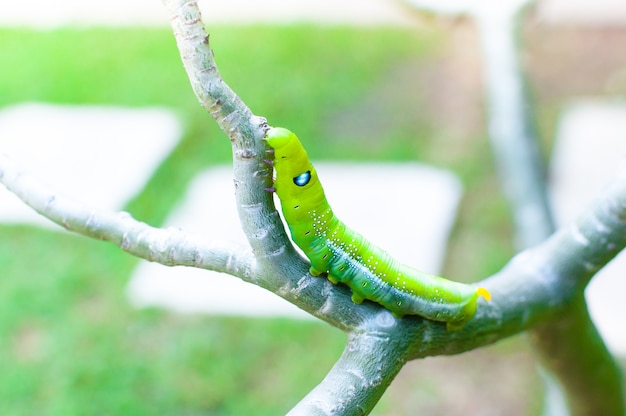 Gusano oruga comiendo hojas de la naturaleza en el jardín