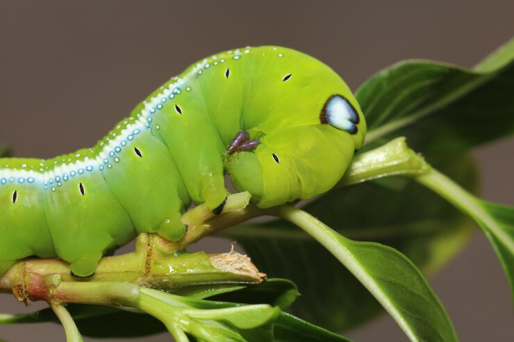 gusano verde en el árbol de palo en la naturaleza