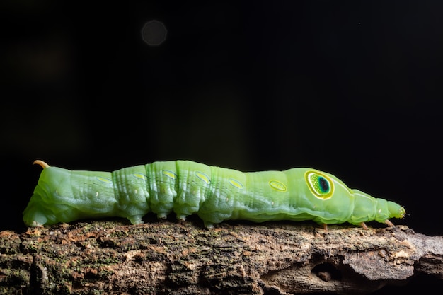 Gusano verde macro en una rama