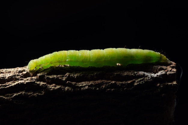 Gusano verde macro en una rama