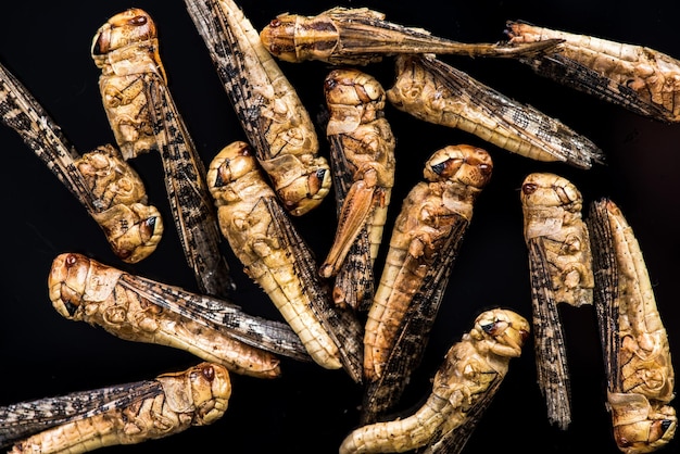Foto gusanos comestibles fuente de proteína saludable vista detallada