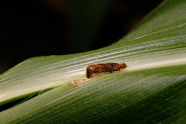 Gusanos que han sido rociados con pesticidas hasta que mueren